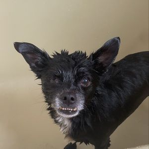 Meet your Posher, Barrett